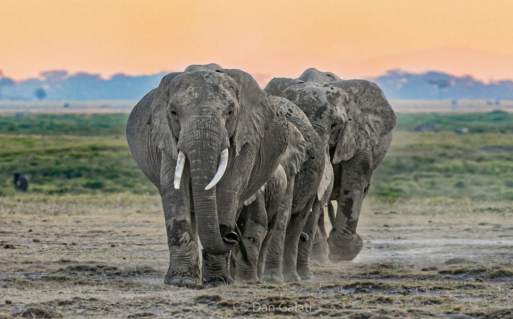 Elephant family walking towards the camera at sunset