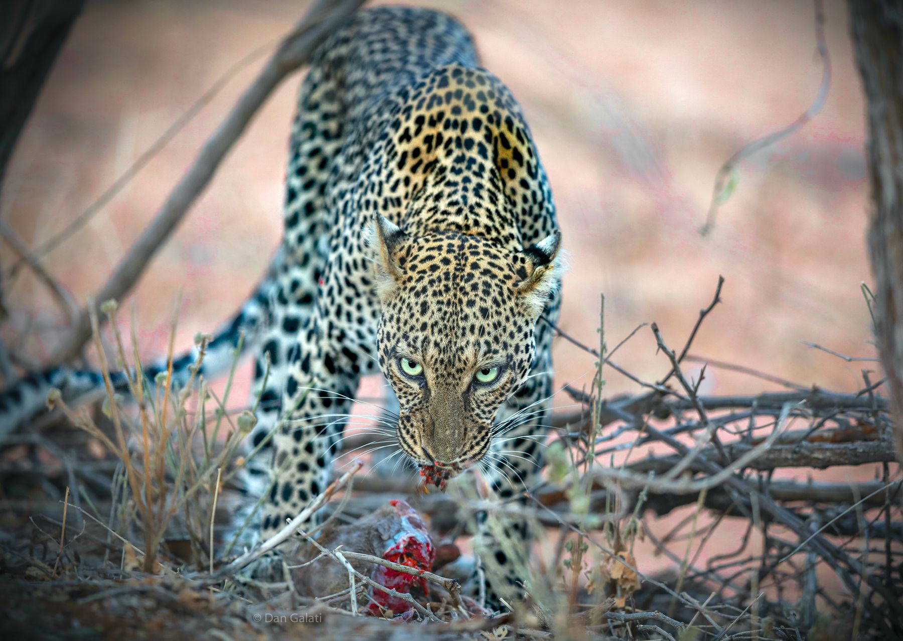 Leopard staring into the camera in Samburu