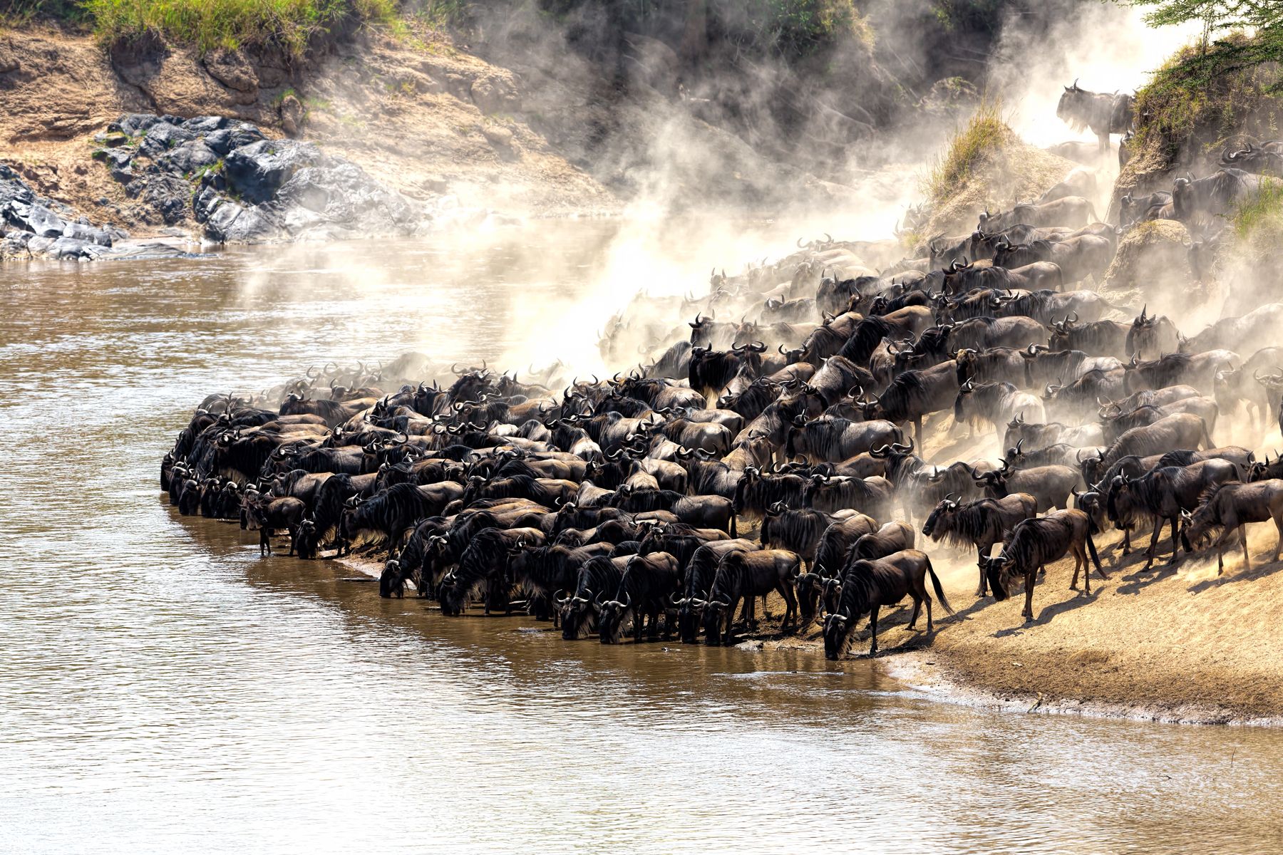 Wildebeest herd massing on the bank of the Mara River