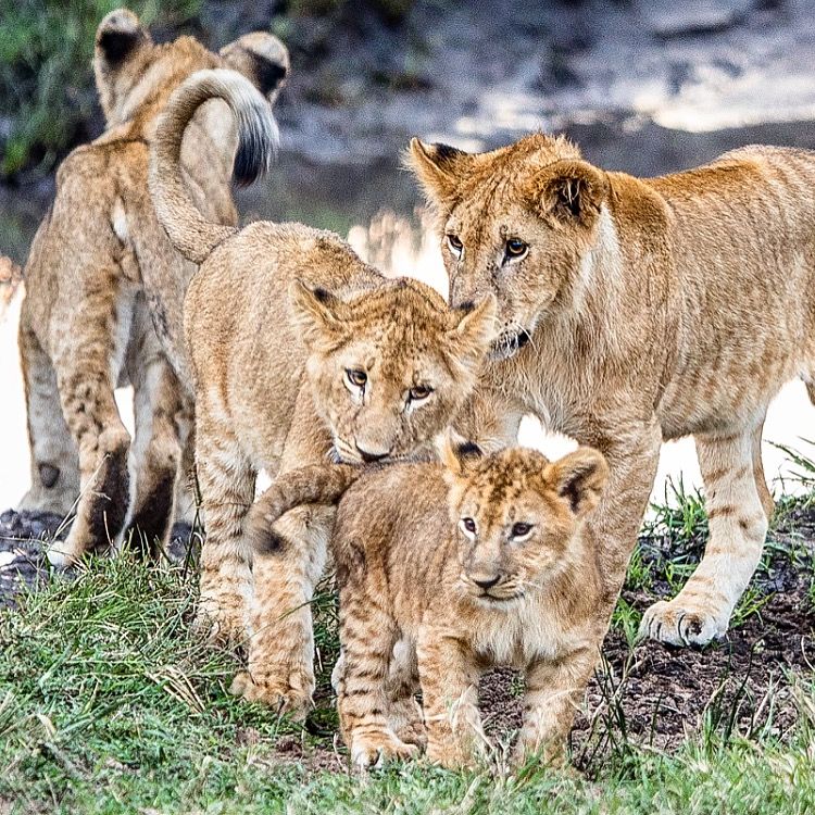 Three young lion cubs together at the water's edge