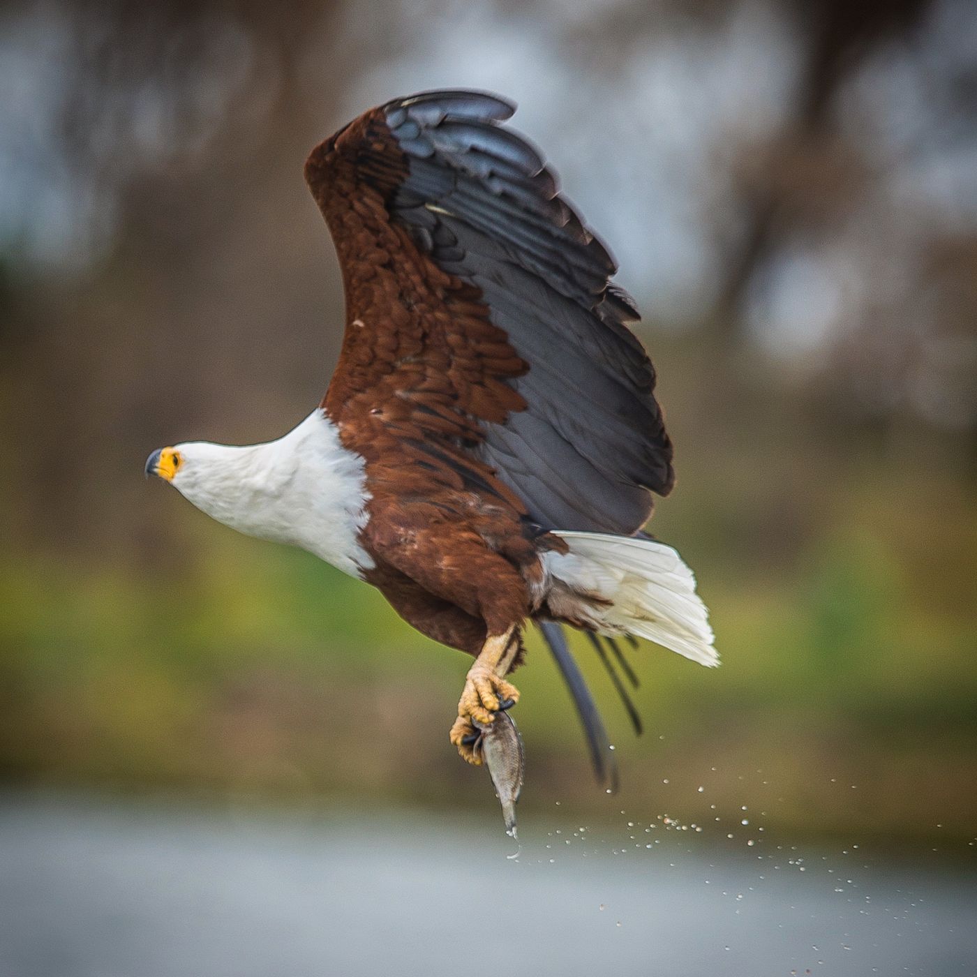 African fish eagle lifting off the water with a fish in its talons