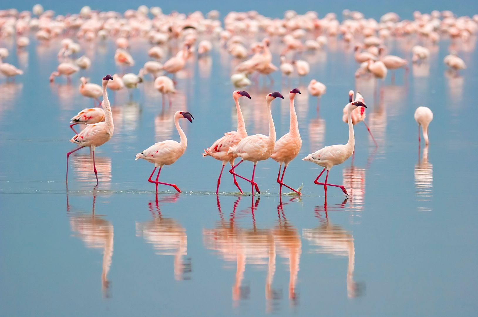 Flamingos wading in still water with reflections