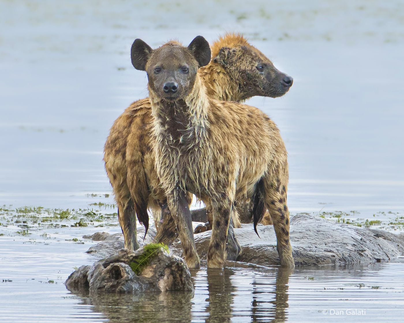 Two spotted hyenas standing in shallow water