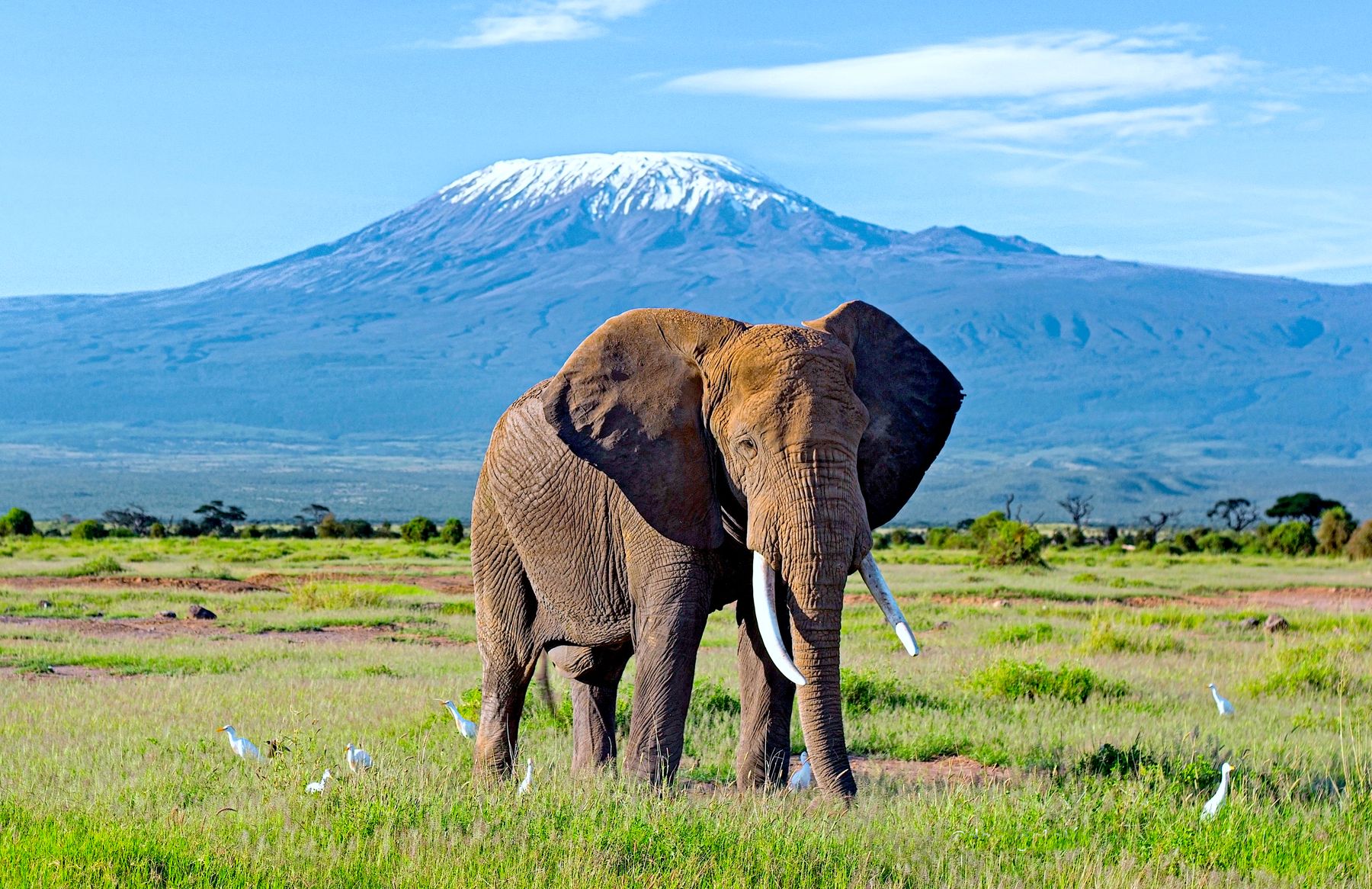 Elephant bull in front of snow-capped Kilimanjaro
