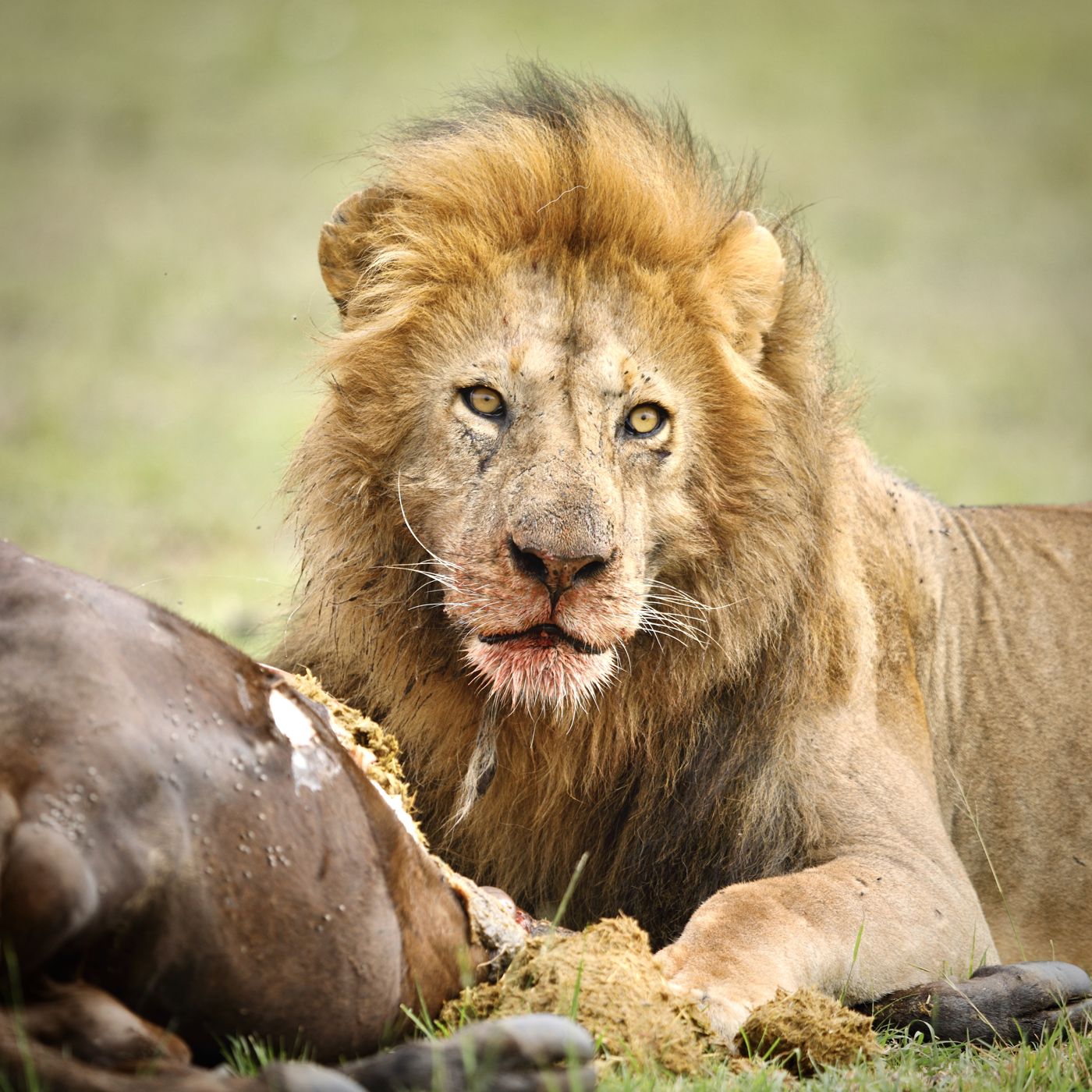 Male lion looking up from a buffalo kill