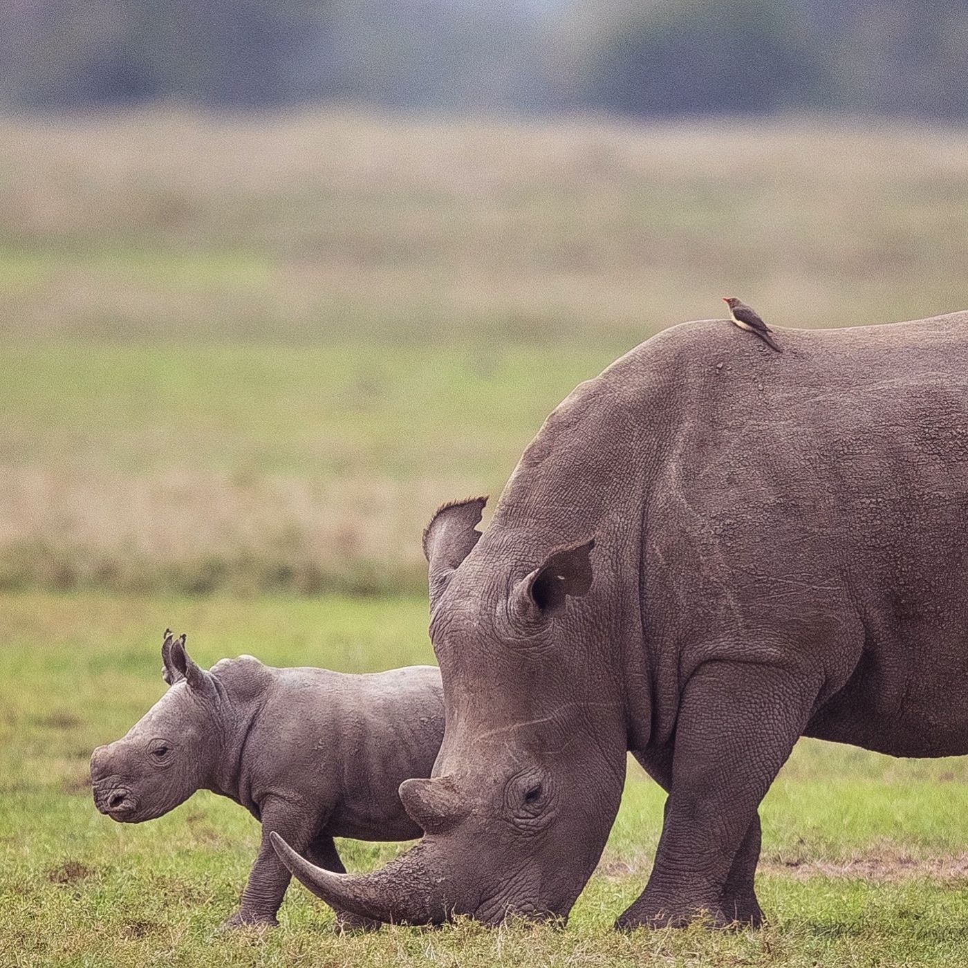 White rhino mother grazing with her calf, an oxpecker on her back