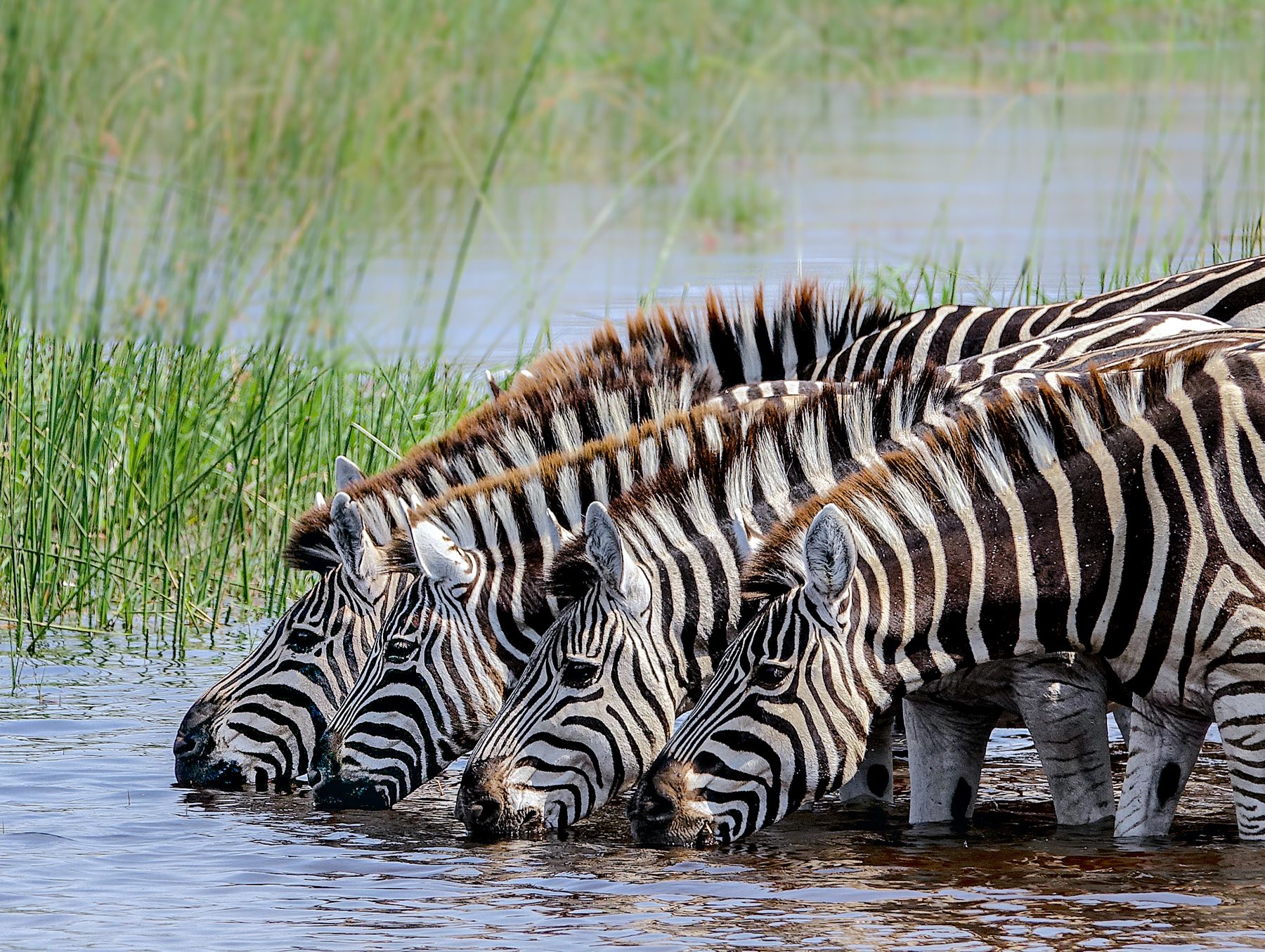 Four zebras drinking side by side at Lake Nakuru