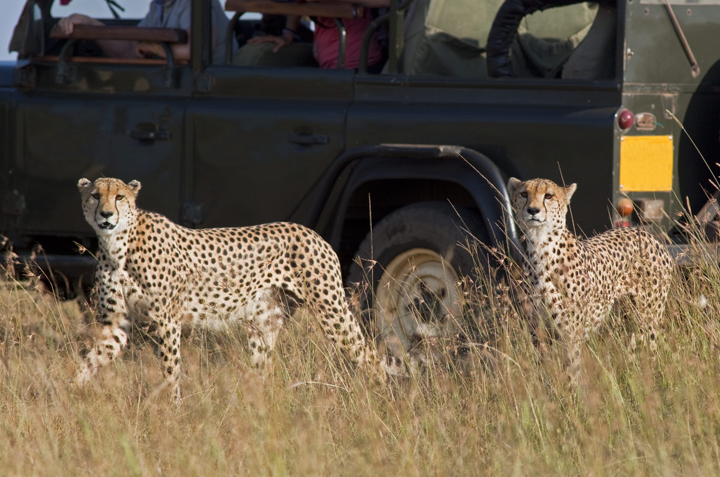 Two cheetahs in long grass beside a safari vehicle in the Masai Mara