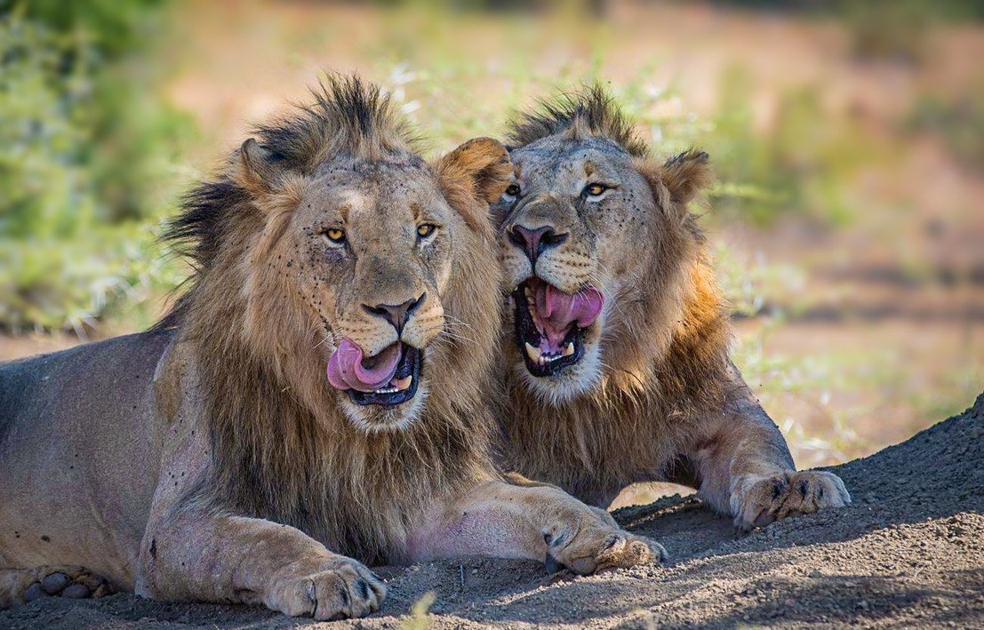 Two male lions resting side by side, both licking their lips