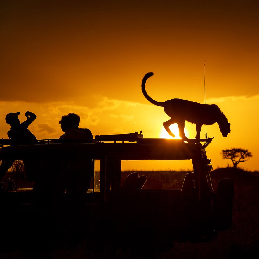 Silhouette of a cheetah walking across a safari vehicle roof at sunset as guests watch
