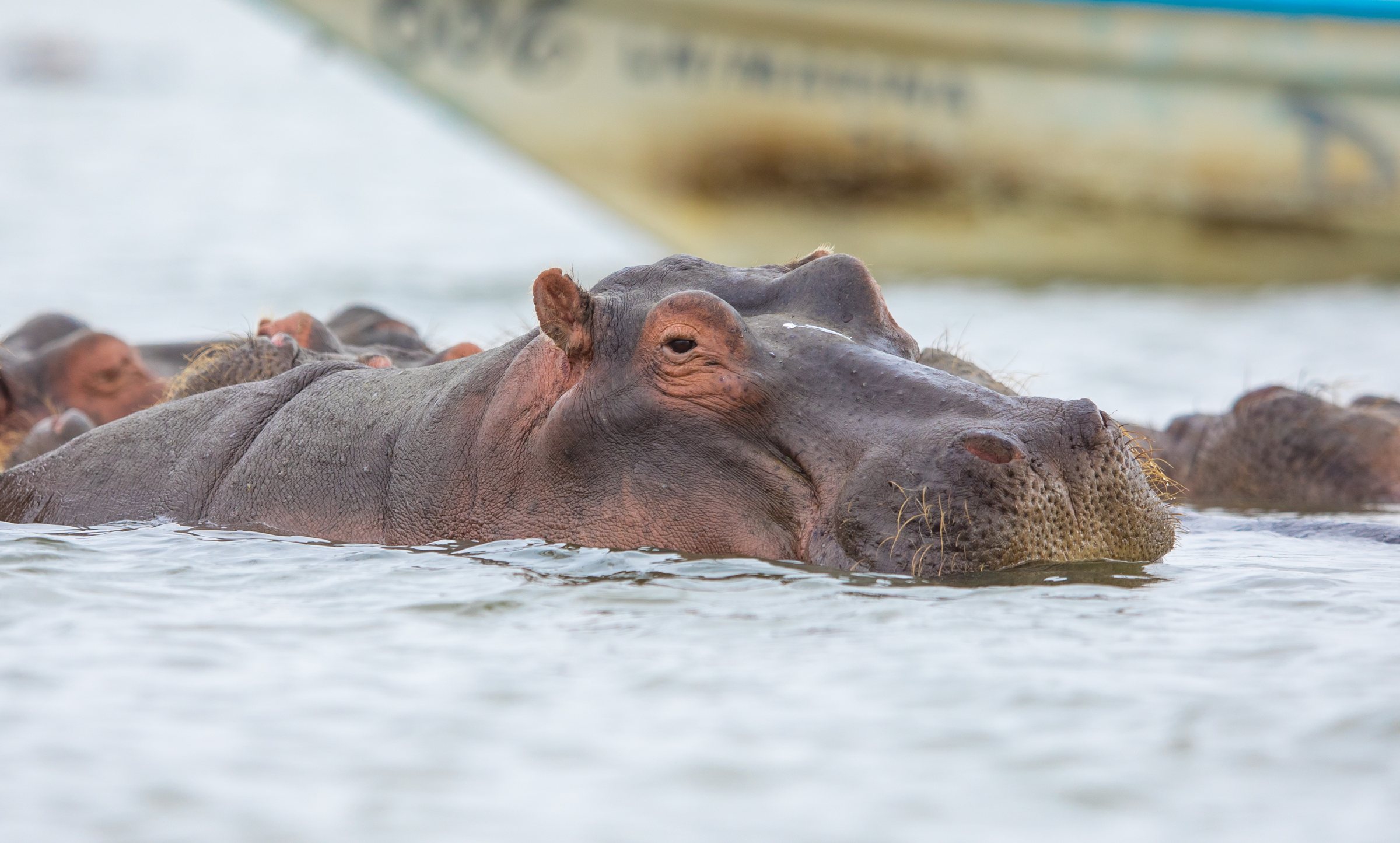 Hippo resting low in the water beside its pod, a boat behind