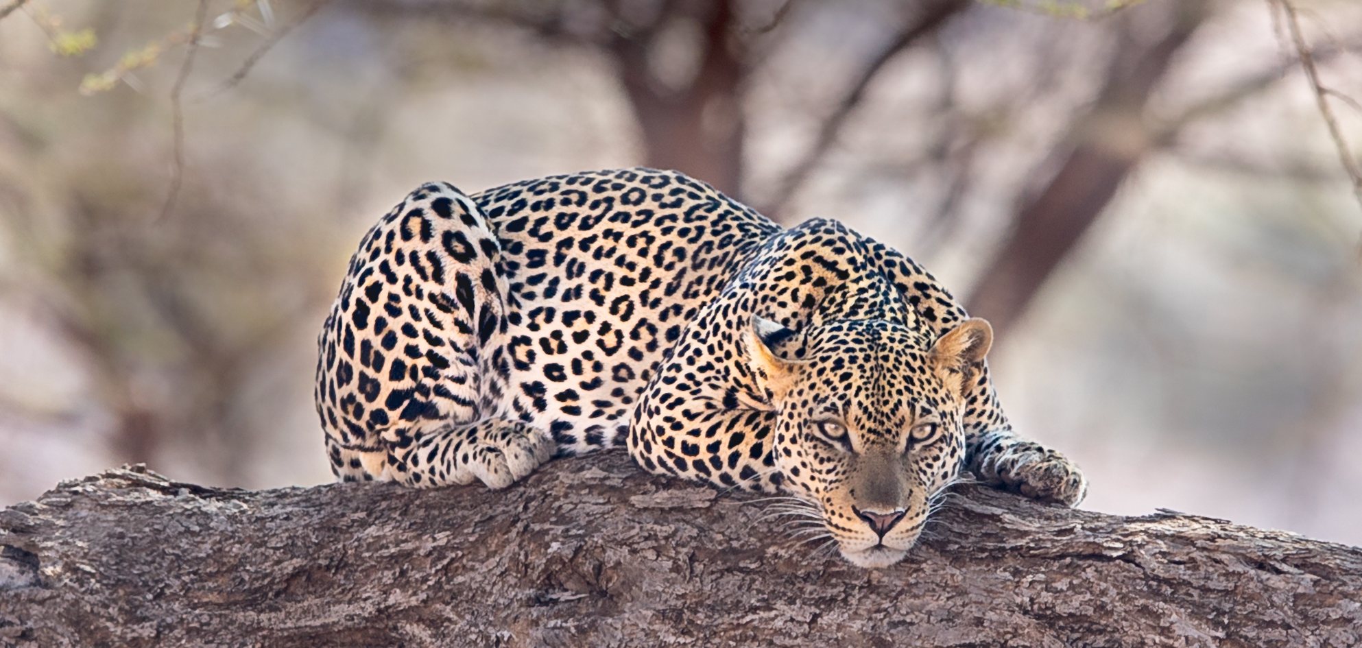 Leopard resting along an acacia branch, looking straight at the camera