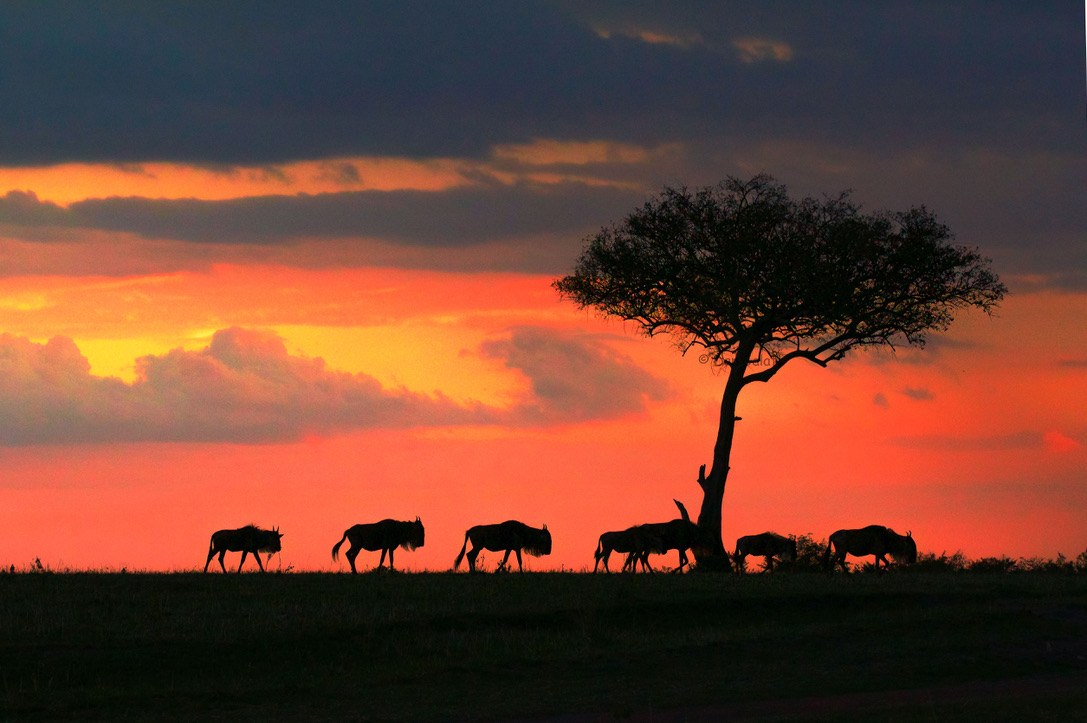 Wildebeest silhouetted beneath an acacia tree against a fiery sunset sky